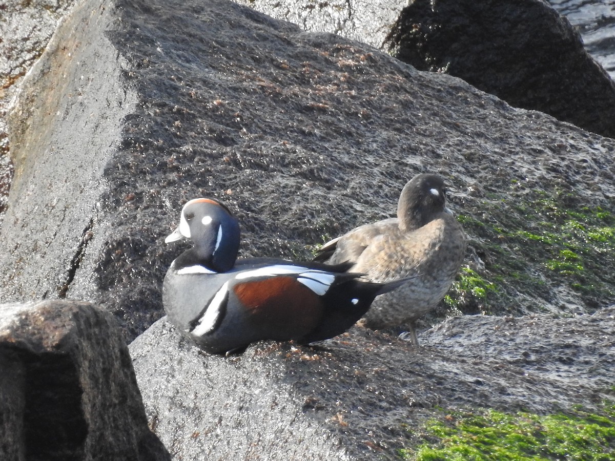 Harlequin Duck - ML615266918