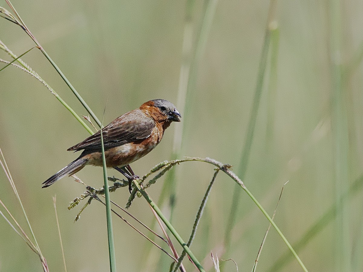 Chestnut Seedeater - ML615266932