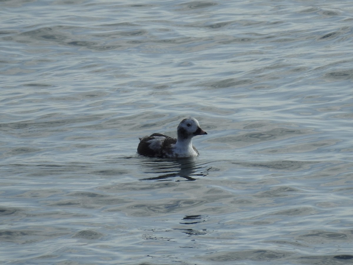 Long-tailed Duck - ML615266960