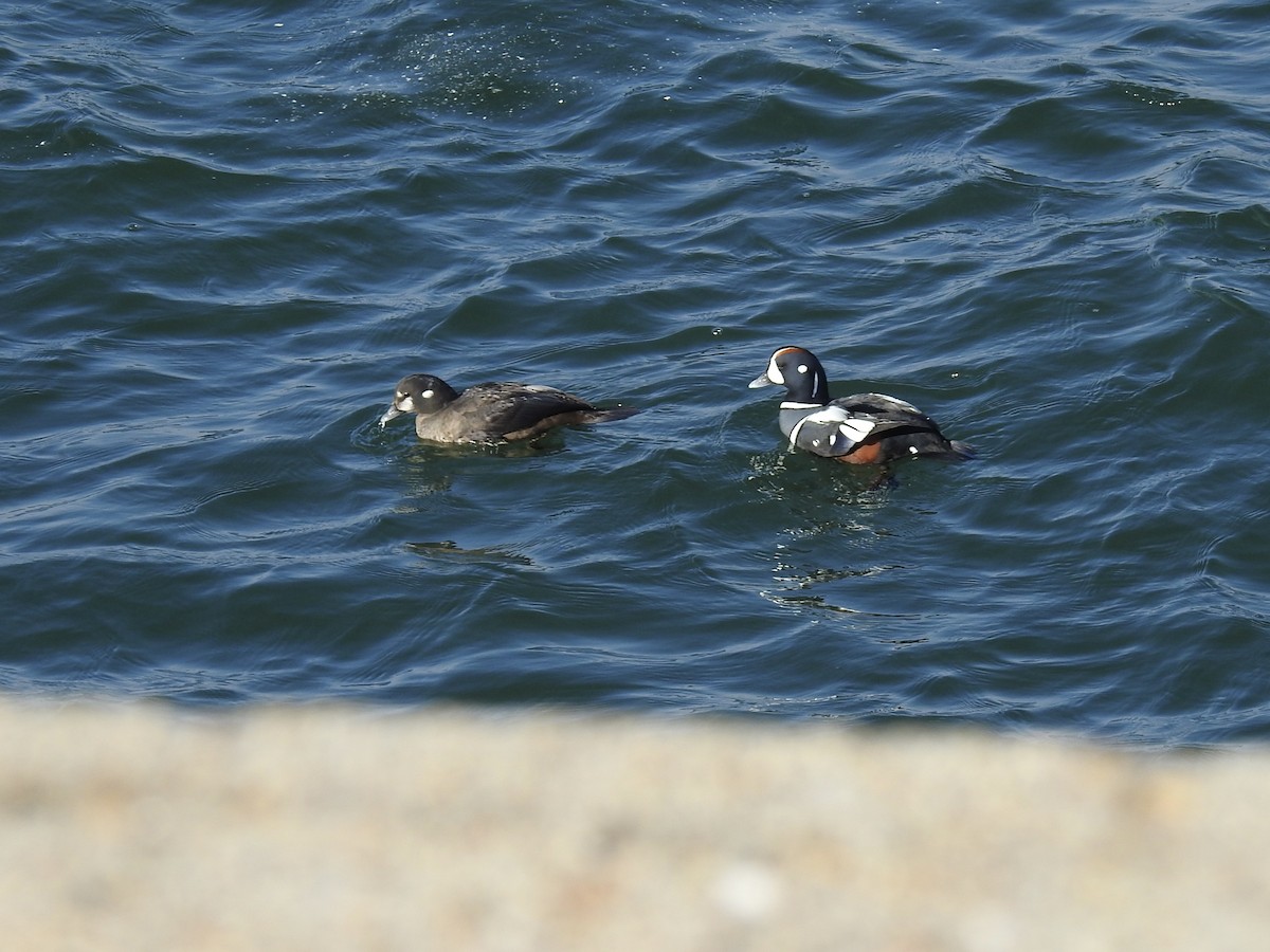 Harlequin Duck - ML615266976