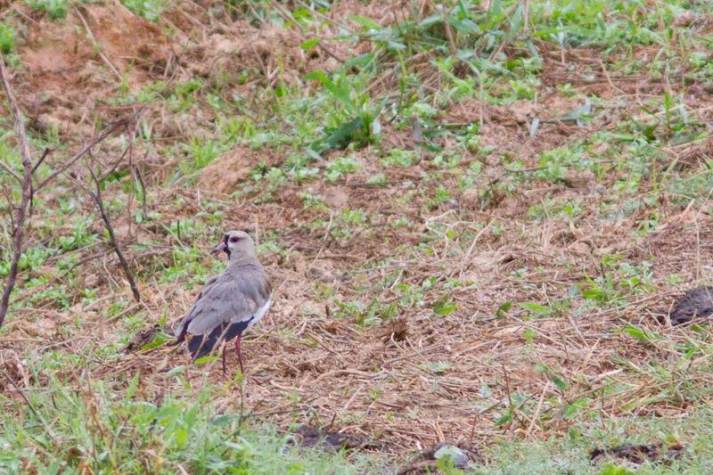 Southern Lapwing - ML615266983