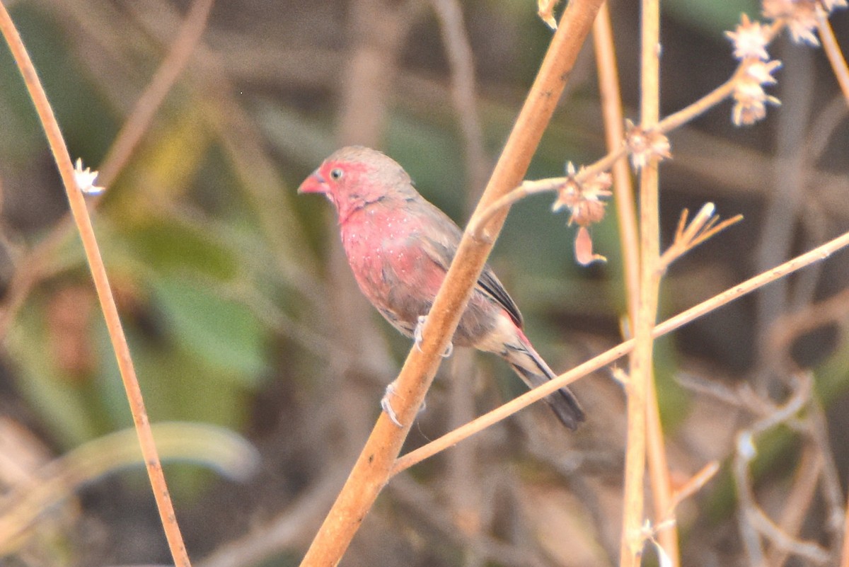 Bar-breasted Firefinch - ML615267039