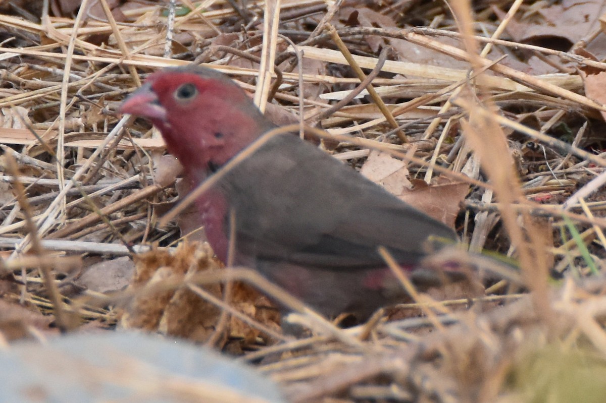 Bar-breasted Firefinch - ML615267040