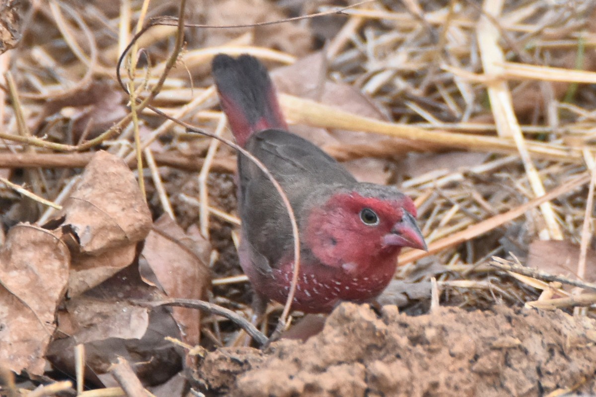 Bar-breasted Firefinch - ML615267041