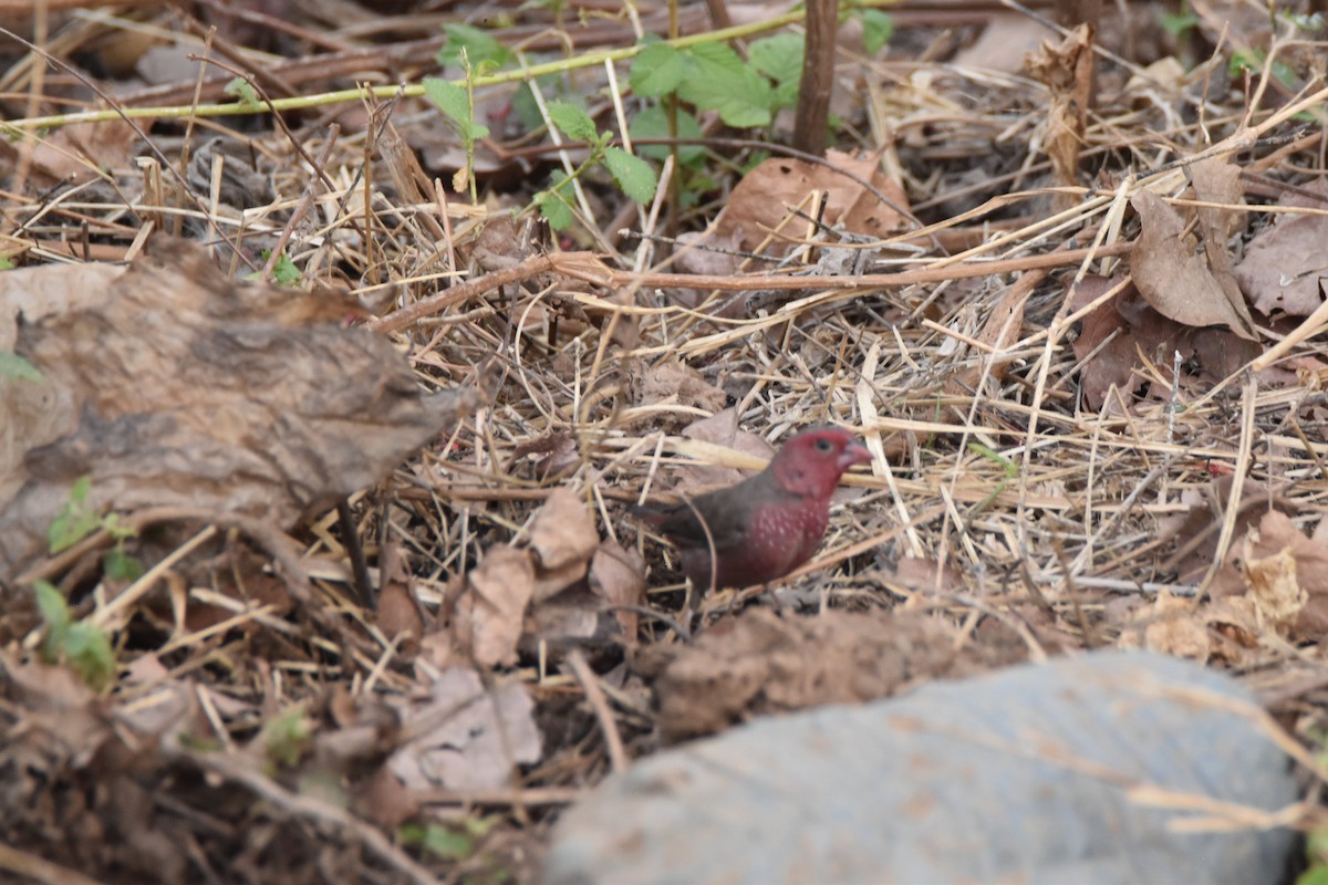 Bar-breasted Firefinch - ML615267042