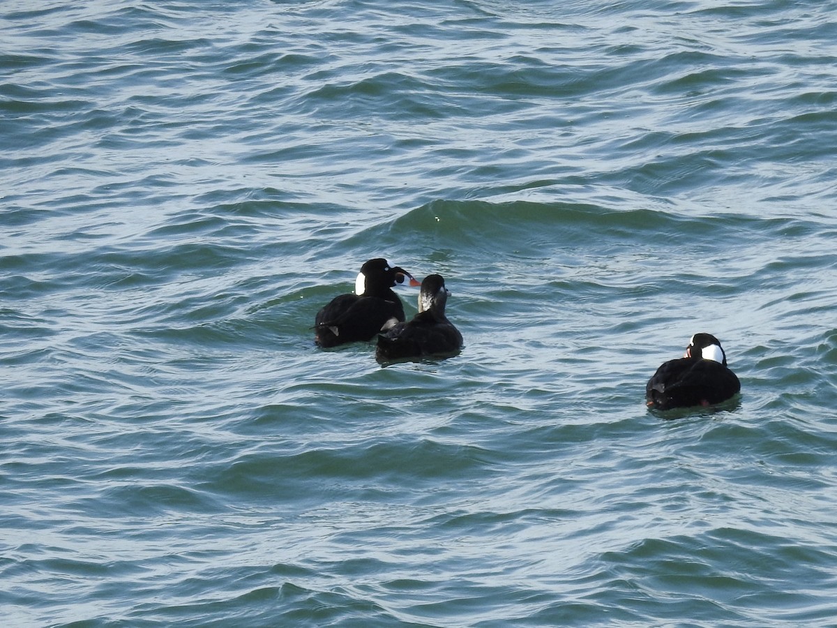 Surf Scoter - ML615267060