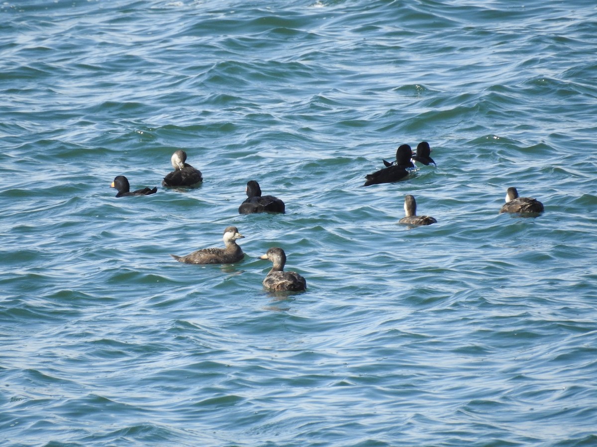 Black Scoter - Laura Mae