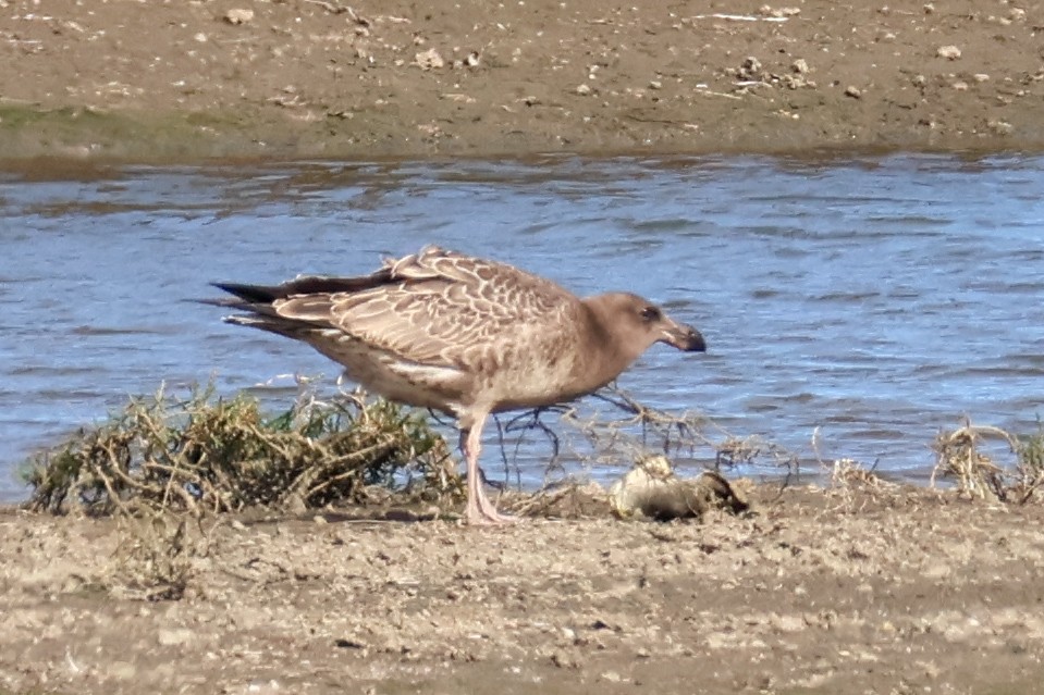 Pacific Gull - ML615267108