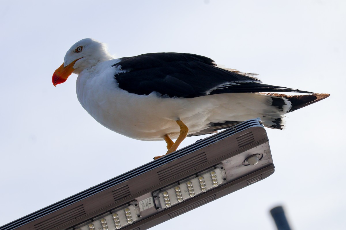 Pacific Gull - ML615267114