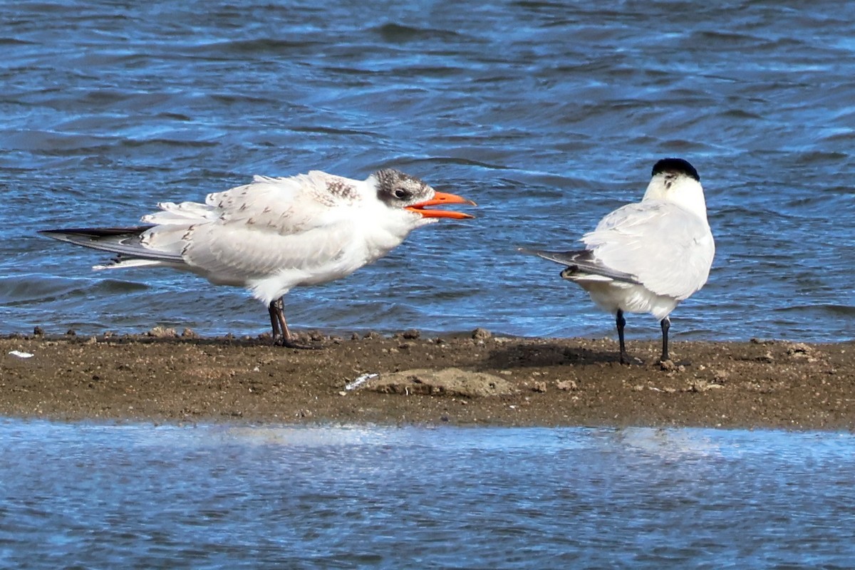 Caspian Tern - ML615267157