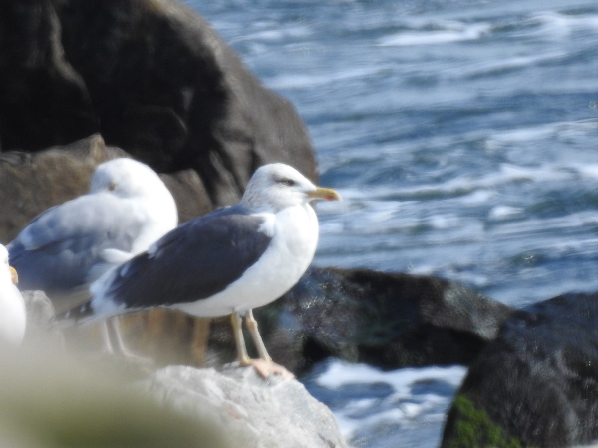 Lesser Black-backed Gull - ML615267178