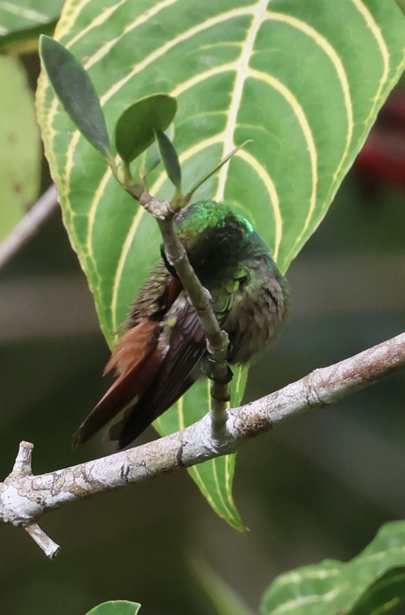 Rufous-tailed Hummingbird - ML615267253