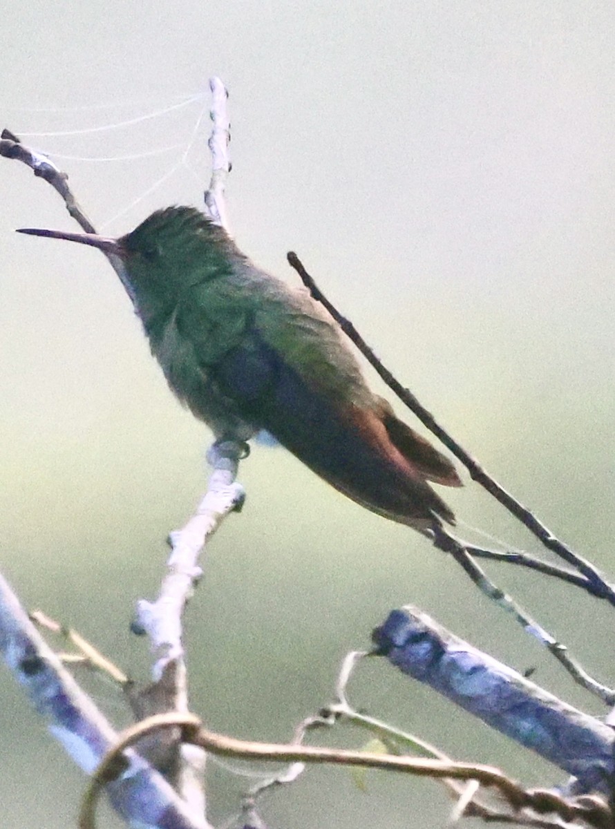Rufous-tailed Hummingbird - ML615267254