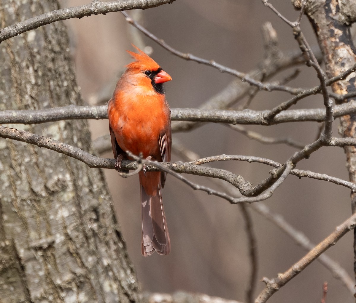 Northern Cardinal - ML615267276
