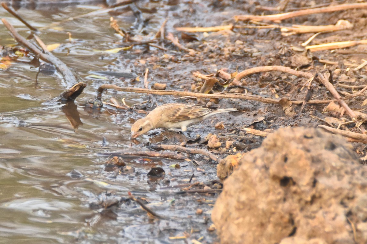 Sahel Bush Sparrow - Peter Kavouras