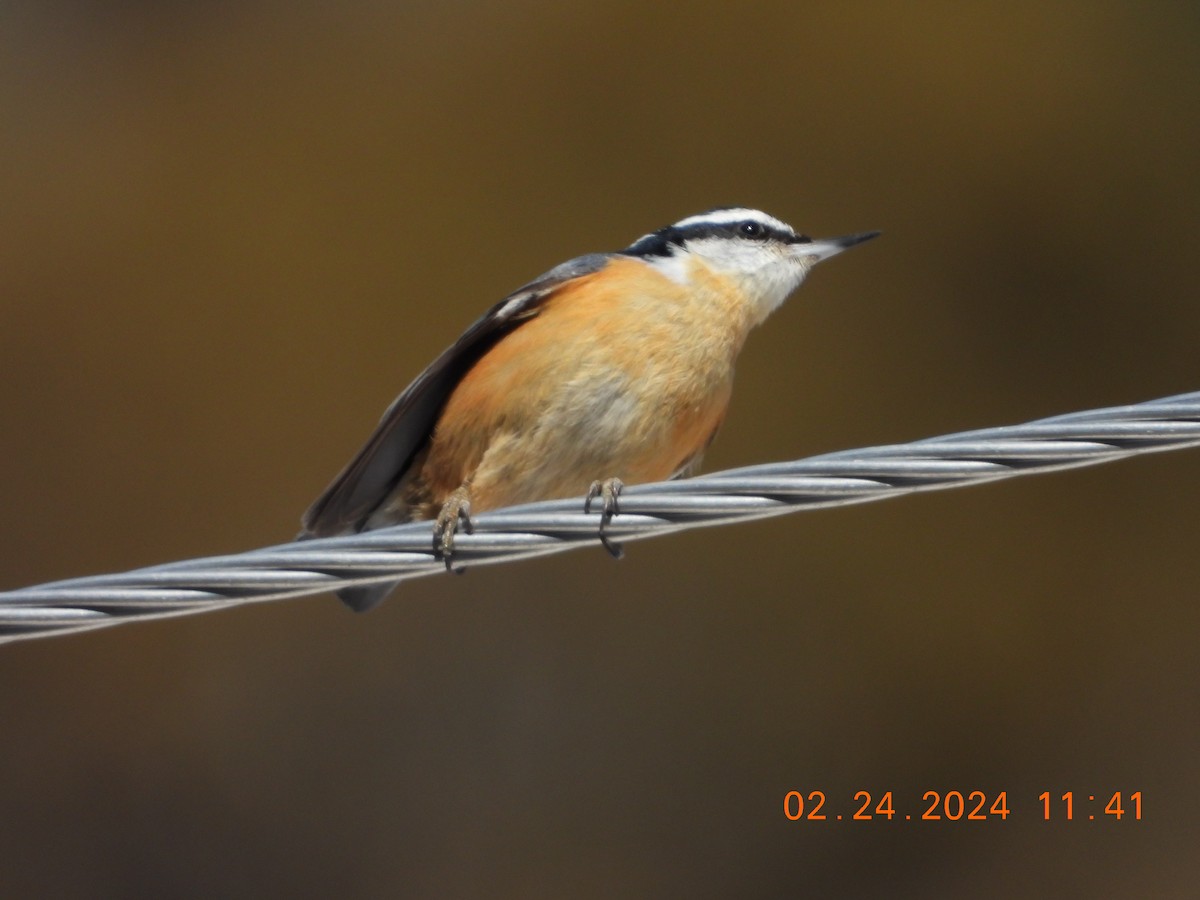 Red-breasted Nuthatch - ML615267351