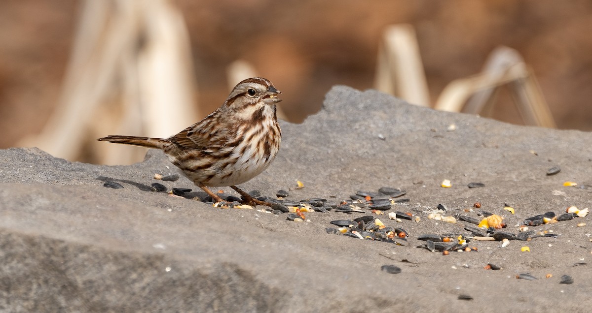 Song Sparrow - ML615267366