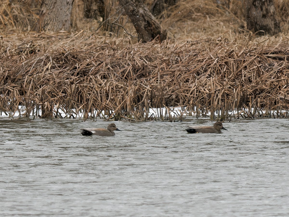 Gadwall - ML615267380