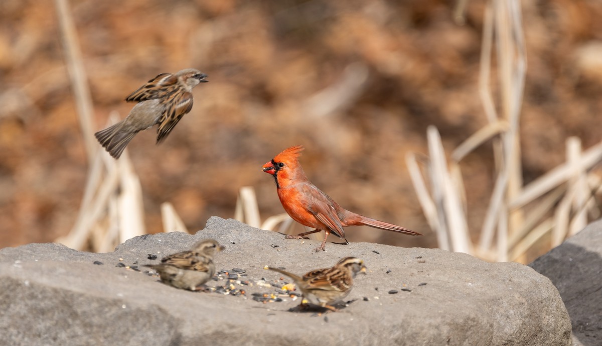 Northern Cardinal - ML615267382