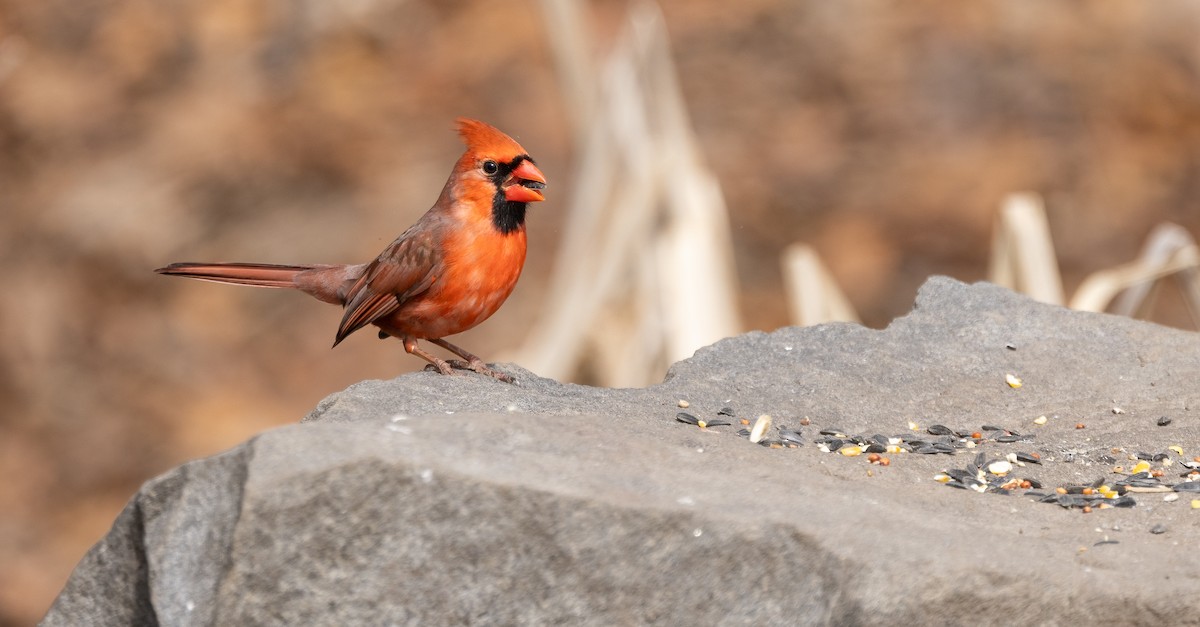Northern Cardinal - ML615267395