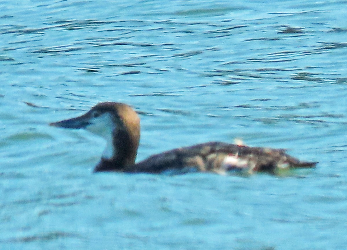 Common Loon - Jim Scott