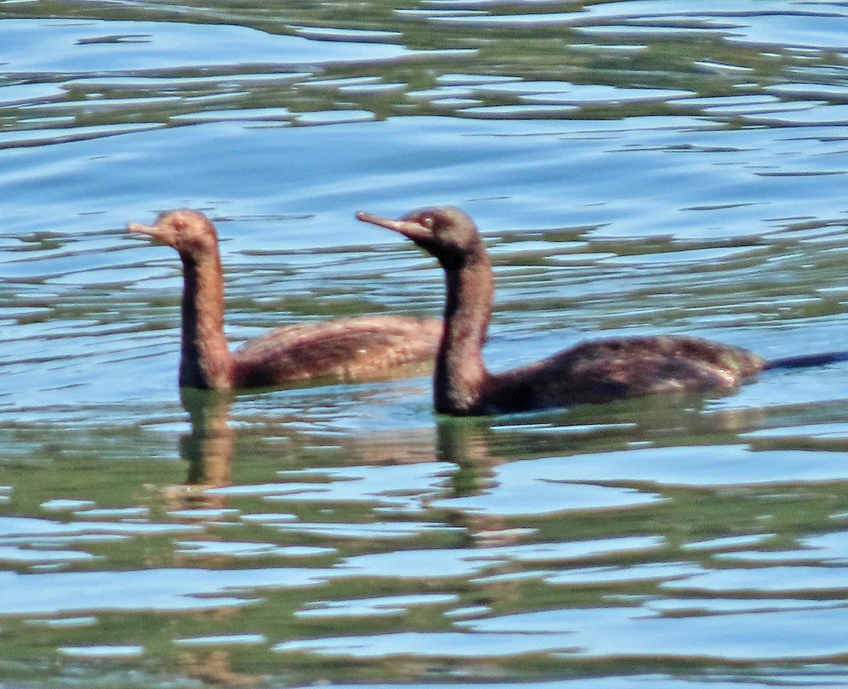 Cormorán Pelágico - ML615267490