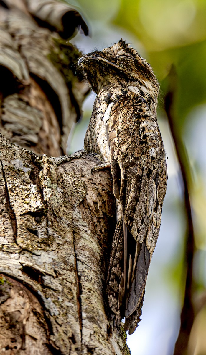 Common Potoo - ML615267506