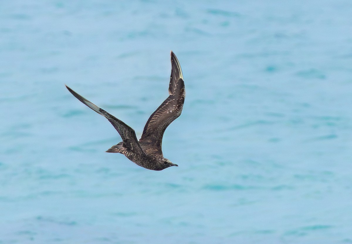 Parasitic Jaeger - ML615267652