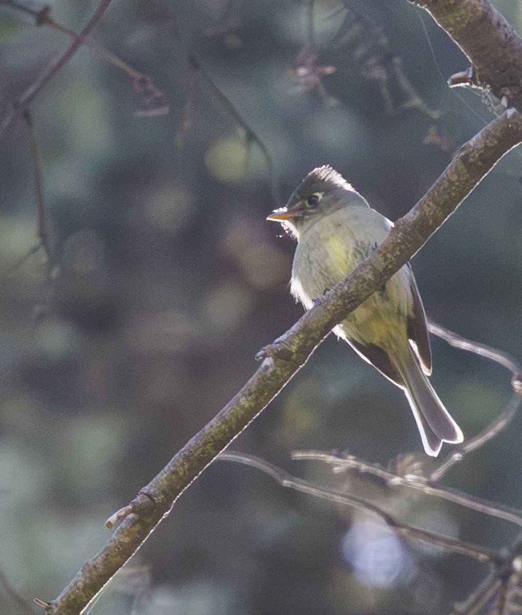 Pine Flycatcher - Jason Vassallo