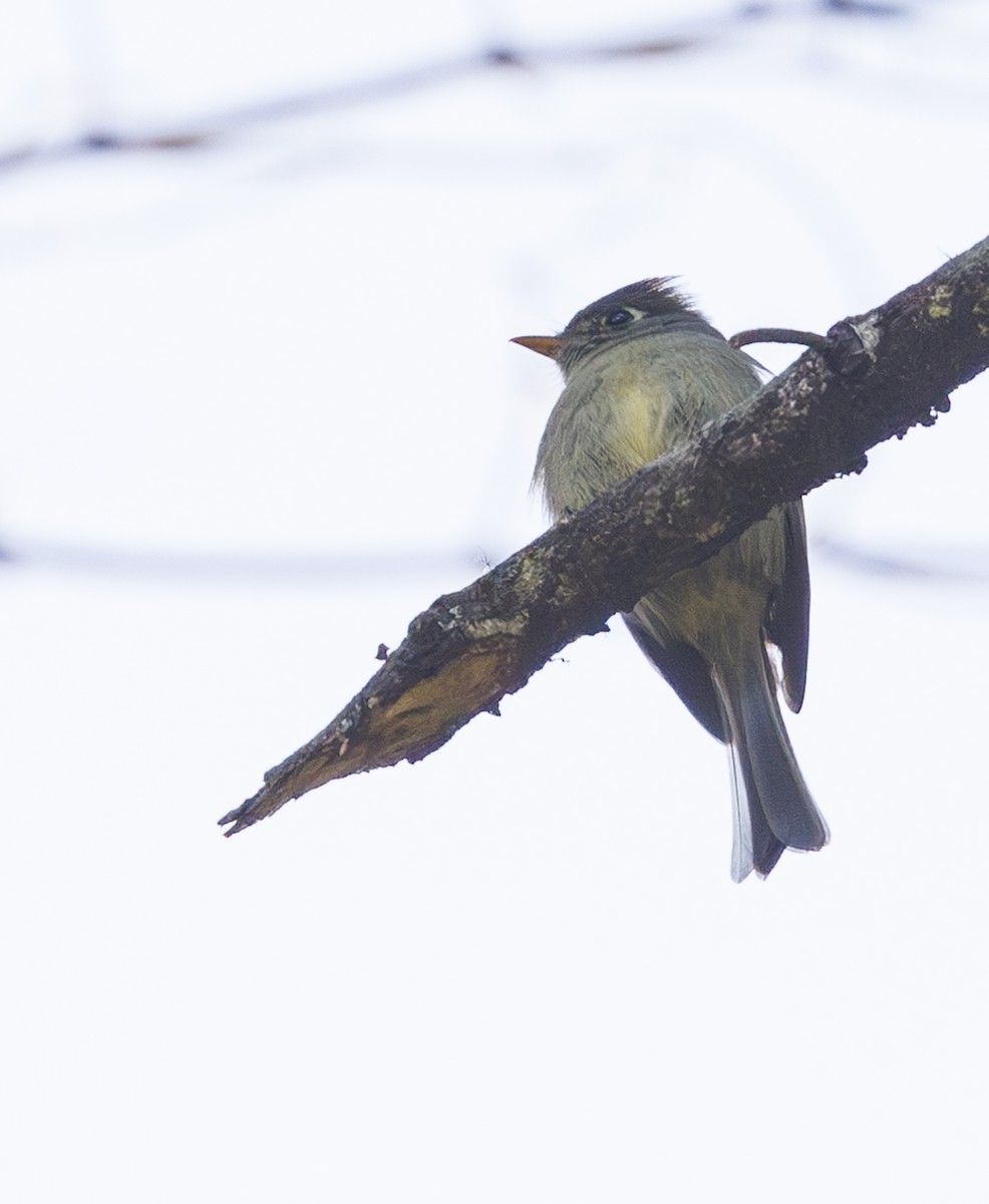 Pine Flycatcher - ML615267700