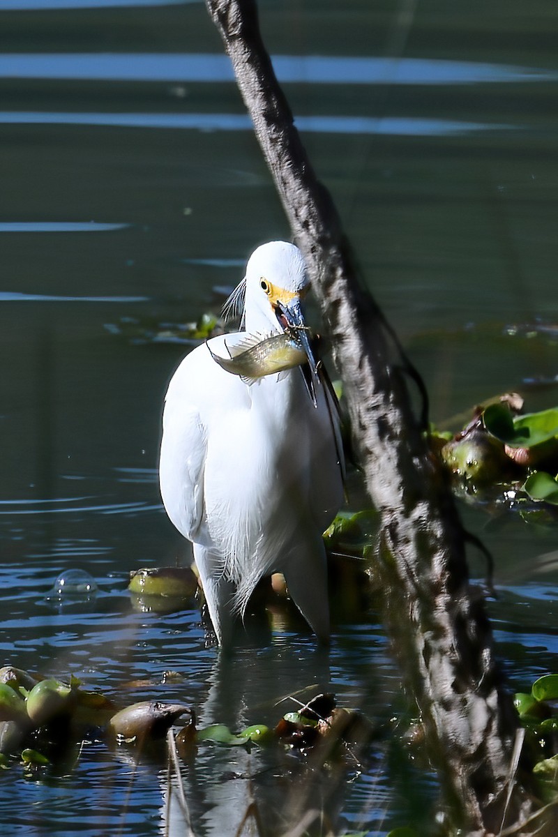 Snowy Egret - ML615267883