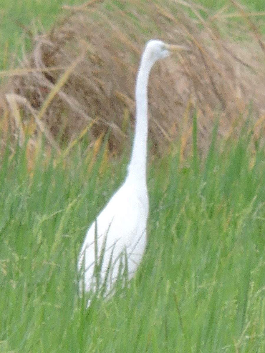 Great Egret - ML615267905