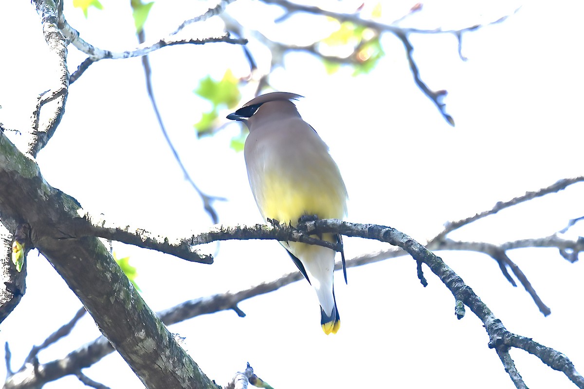 Cedar Waxwing - ML615267913