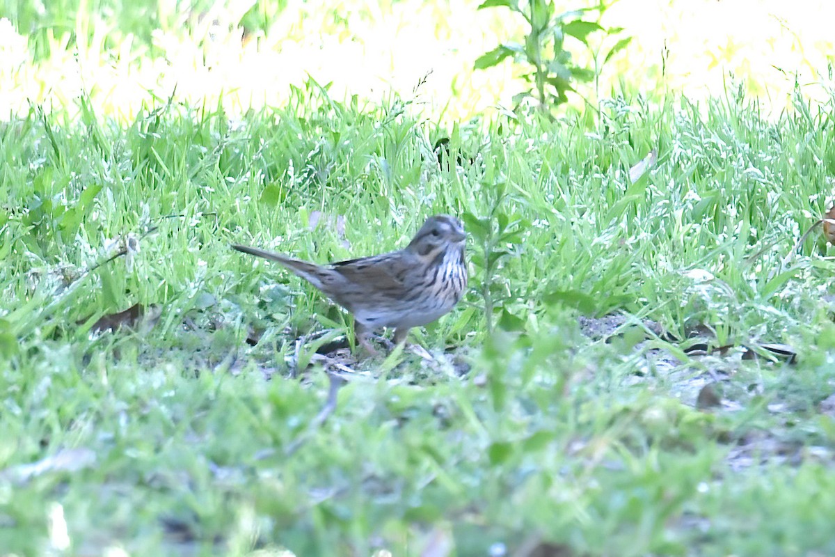 Lincoln's Sparrow - ML615267921