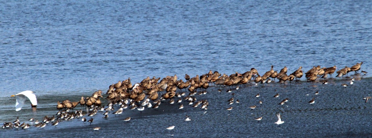 Marbled Godwit - ML615267941