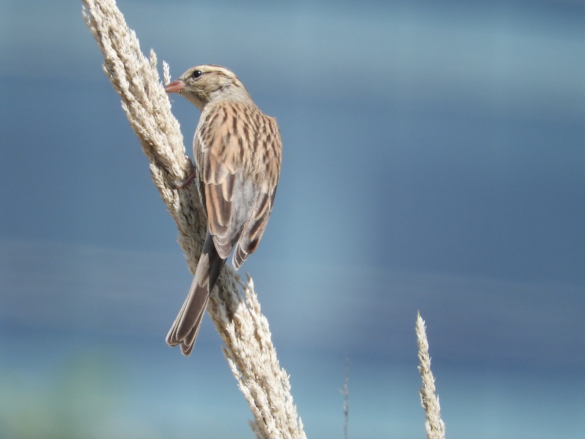 Chipping Sparrow - Azucena Olvera