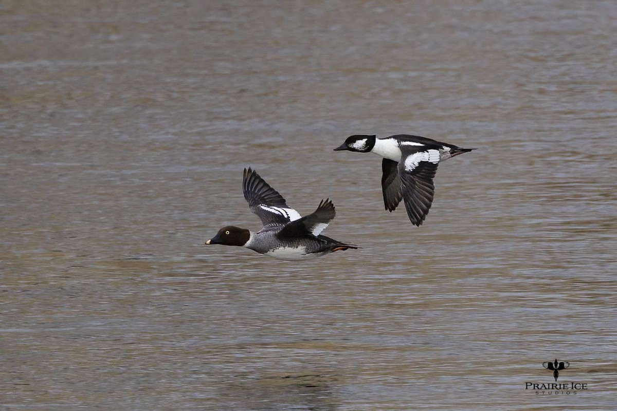 Bufflehead x Common Goldeneye (hybrid) - ML615268005