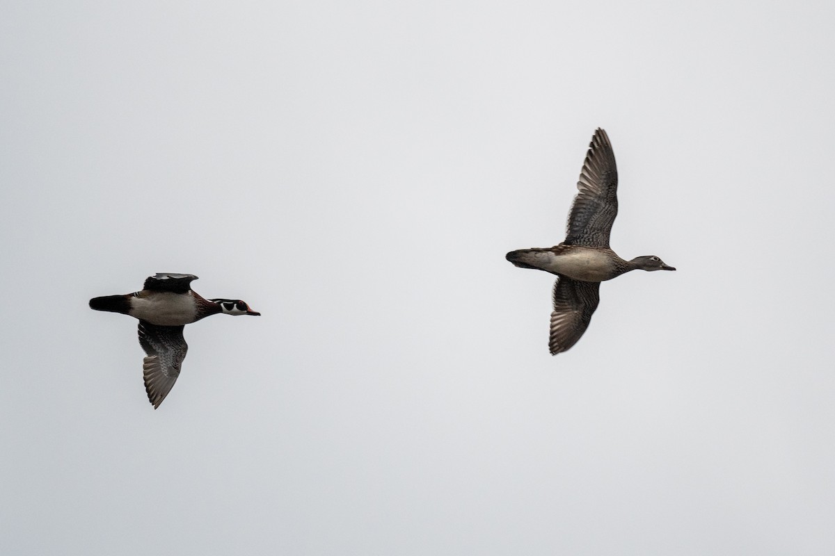 Wood Duck - Sebastian Jones