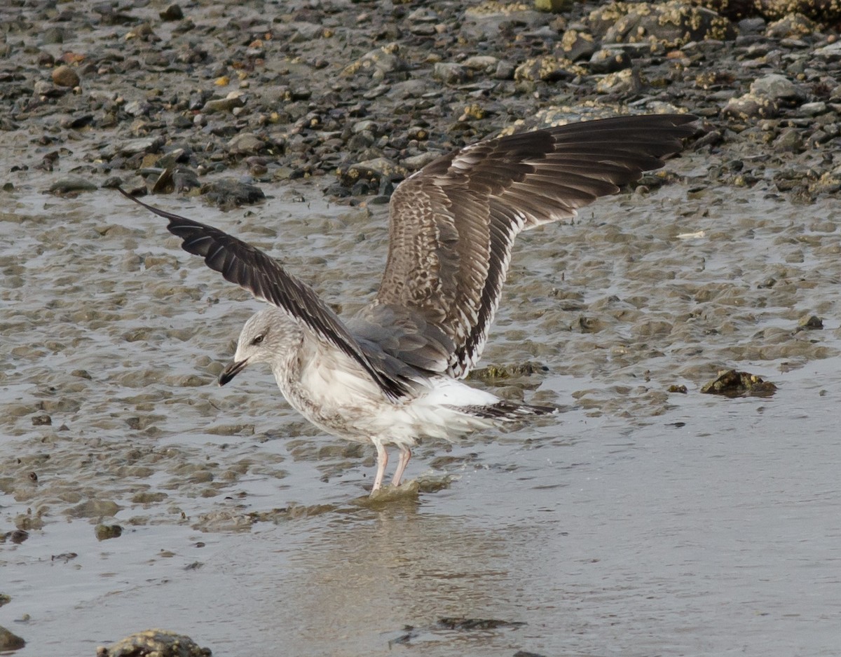 Lesser Black-backed Gull - ML615268028