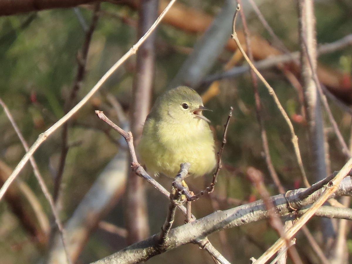 Orange-crowned Warbler - ML615268044