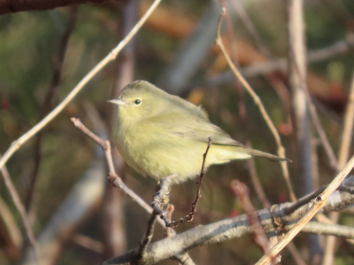 Orange-crowned Warbler - ML615268045