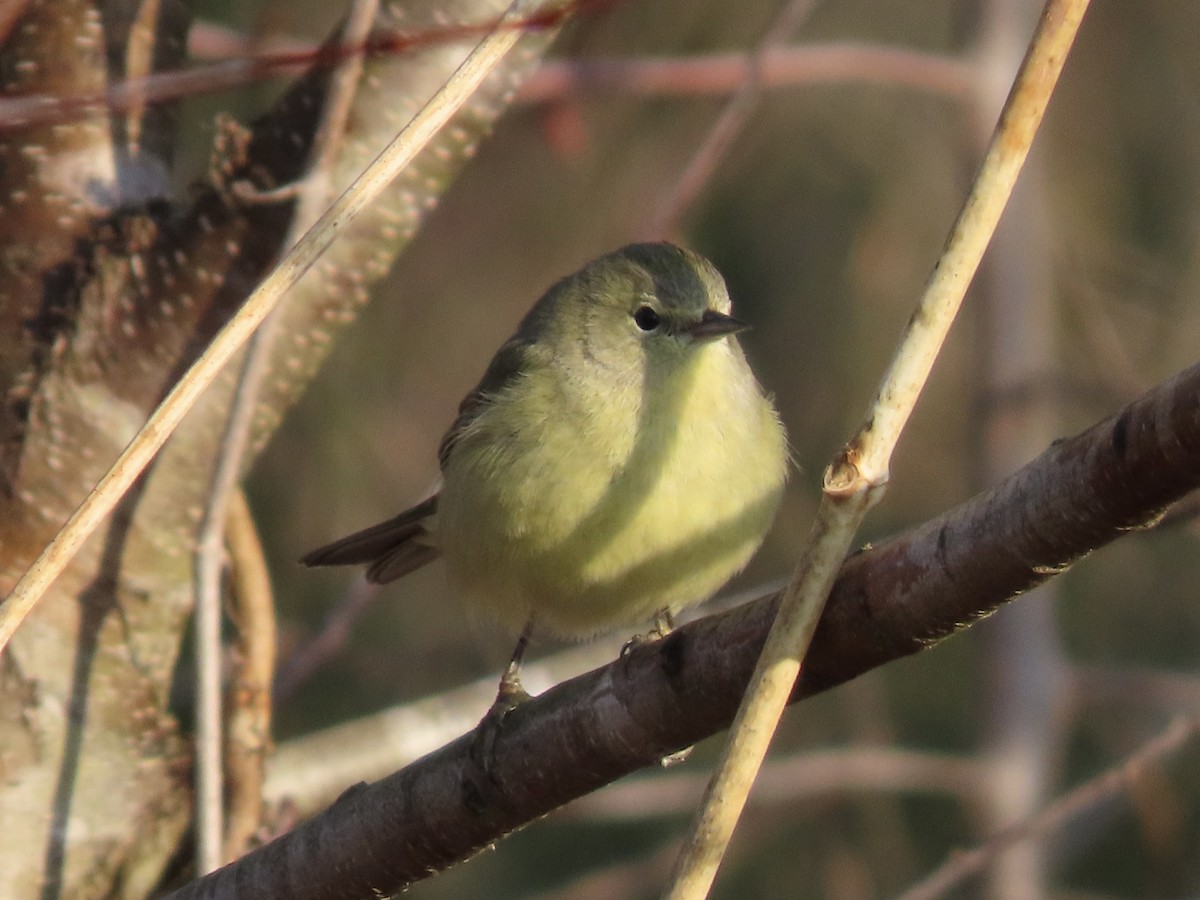 Orange-crowned Warbler - ML615268048