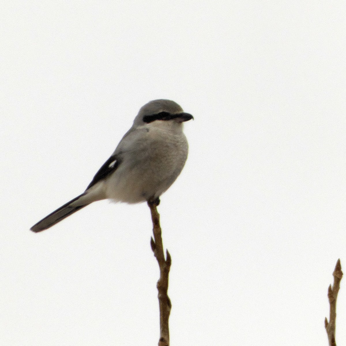 Alcaudón Boreal (americano) - ML615268065