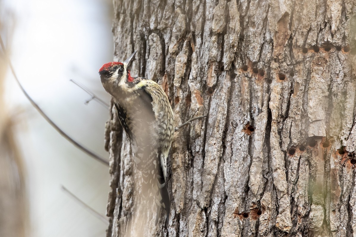 Yellow-bellied Sapsucker - ML615268168