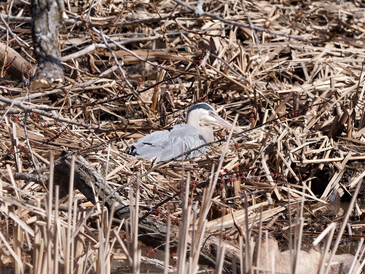 Great Blue Heron - ML615268182