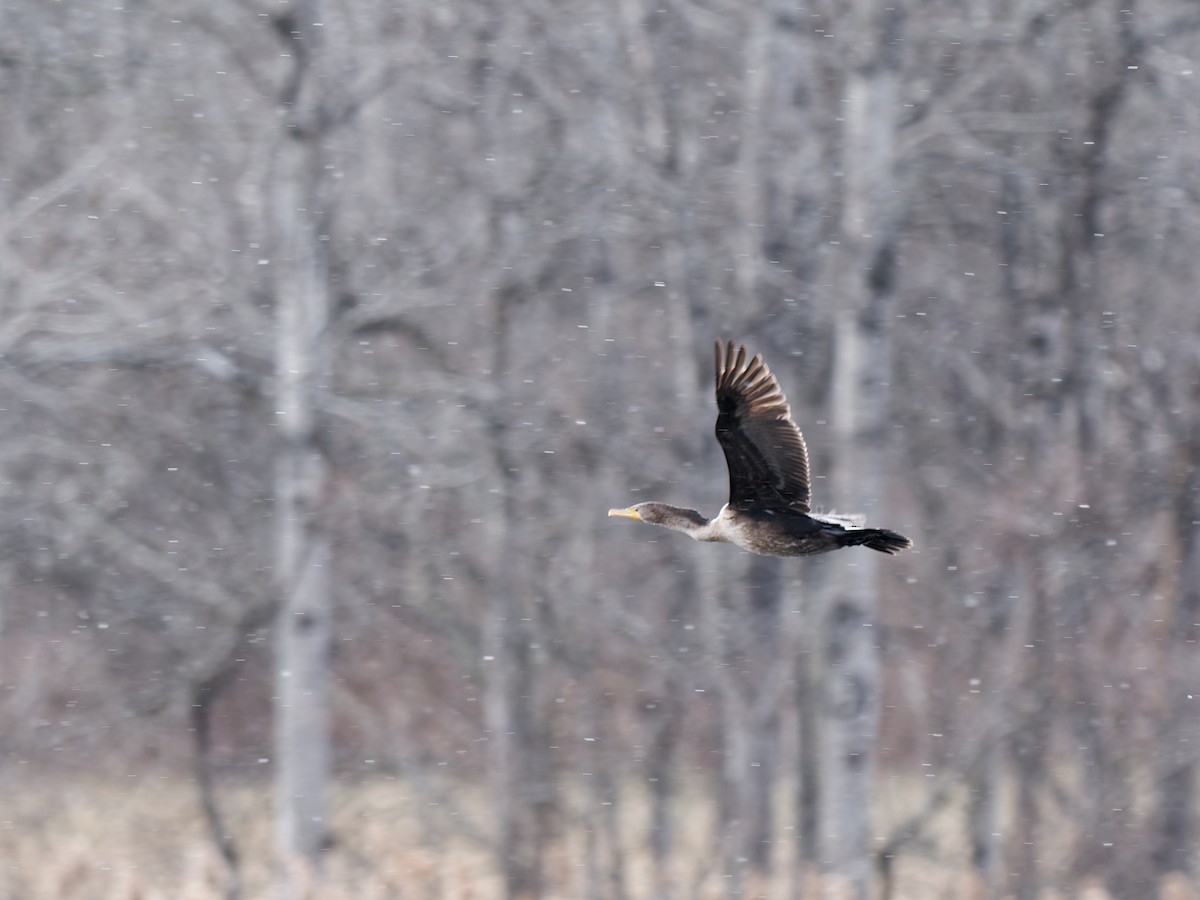 Double-crested Cormorant - ML615268215