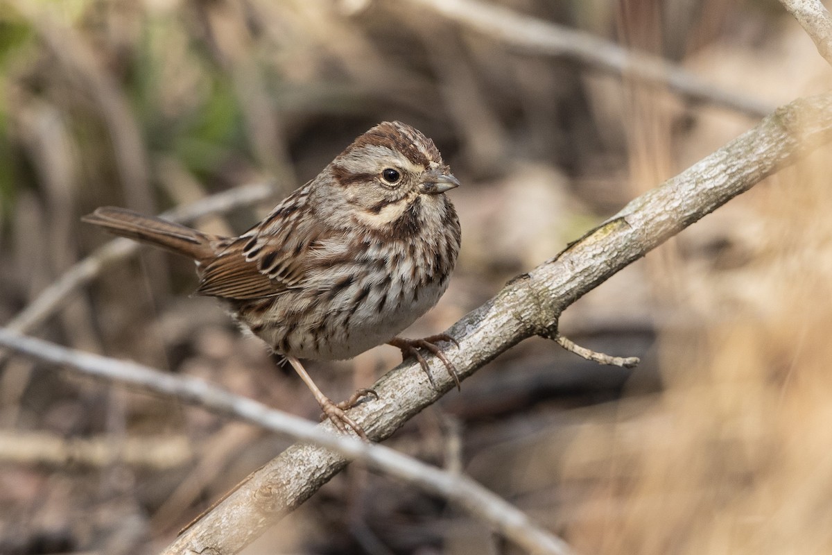 Song Sparrow - ML615268227