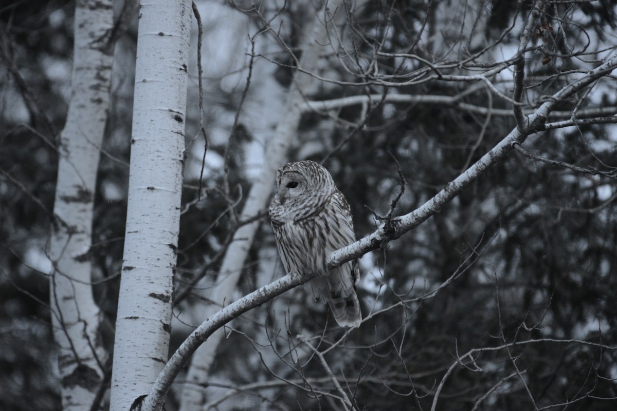 Barred Owl - Spencer Vanderhoof