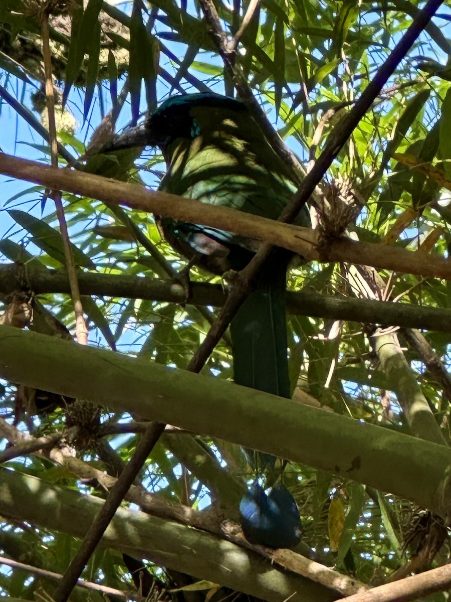 Diademmotmot - ML615268269