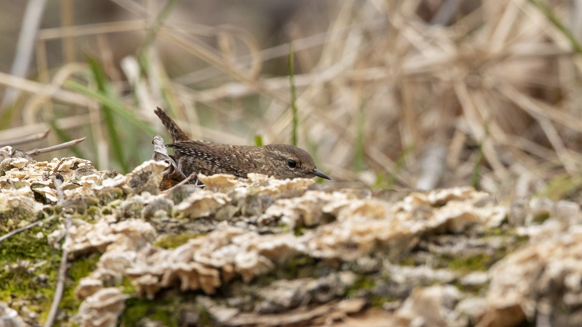 Winter Wren - ML615268270